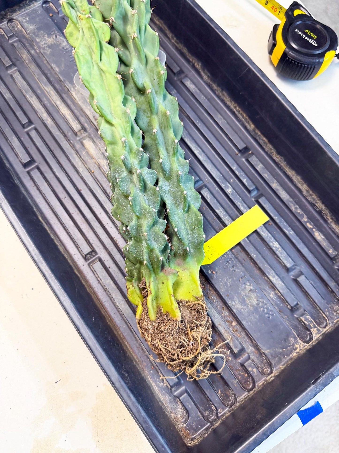Cereus Peruvianus Monstrosus (yy) | Rare Cactus