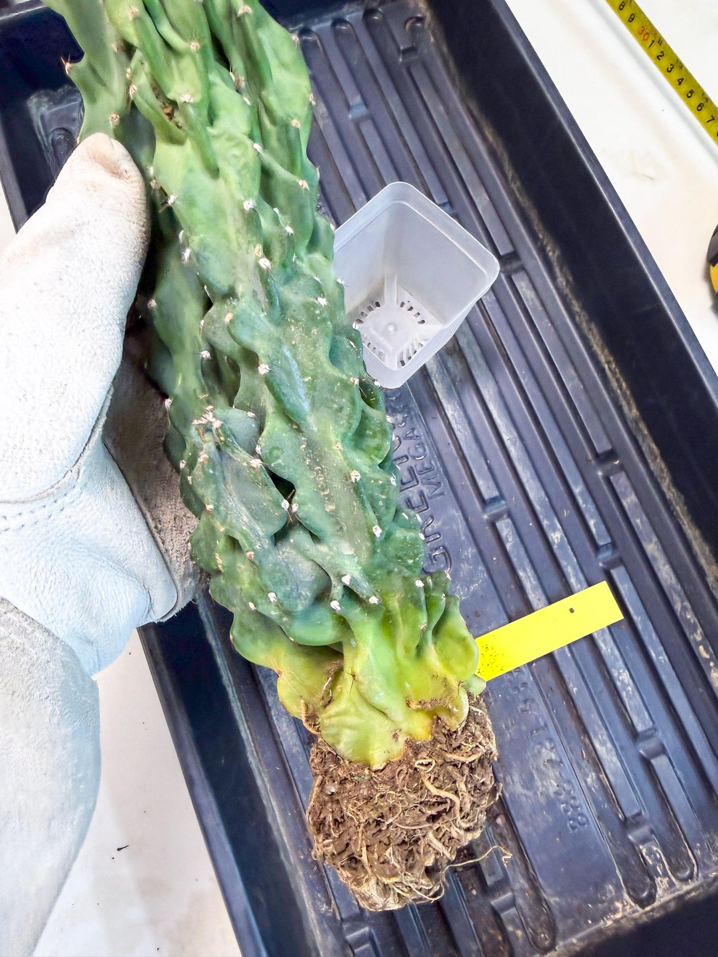 Cereus Peruvianus Monstrosus (yy) | Rare Cactus