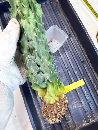 Cereus Peruvianus Monstrosus (yy) | Rare Cactus