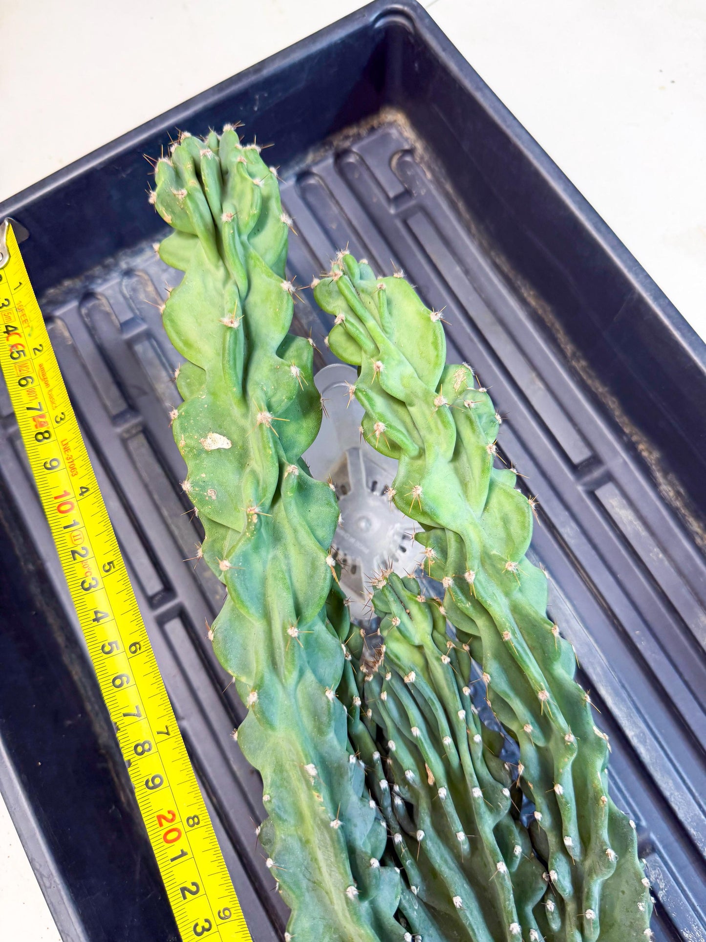 Cereus Peruvianus Monstrosus (bb) | Rare Cactus