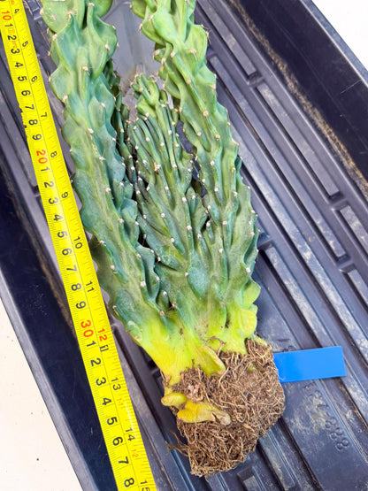 Cereus Peruvianus Monstrosus (bb) | Rare Cactus