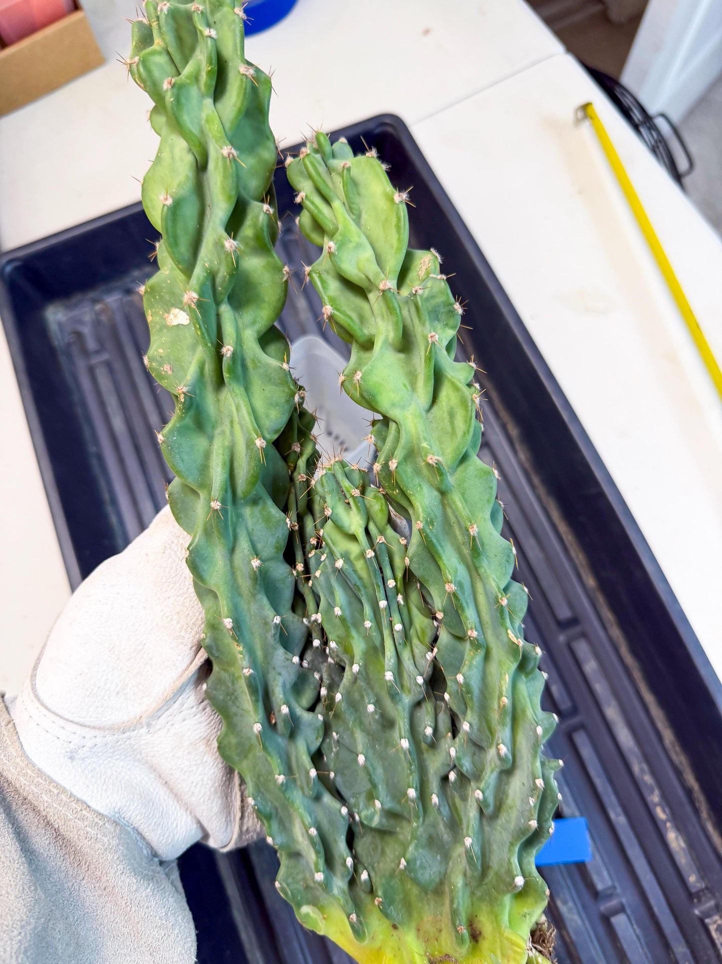 Cereus Peruvianus Monstrosus (bb) | Rare Cactus