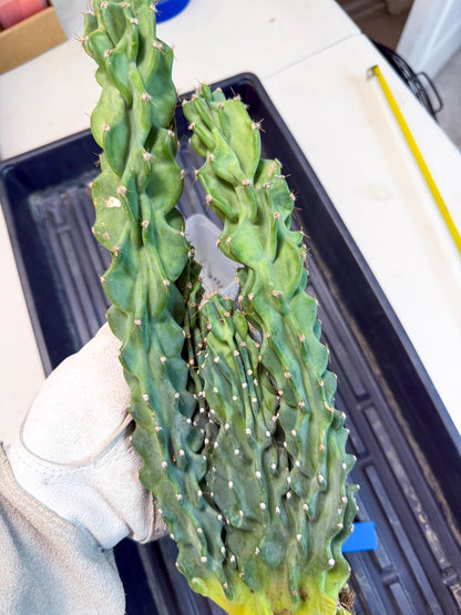 Cereus Peruvianus Monstrosus (bb) | Rare Cactus