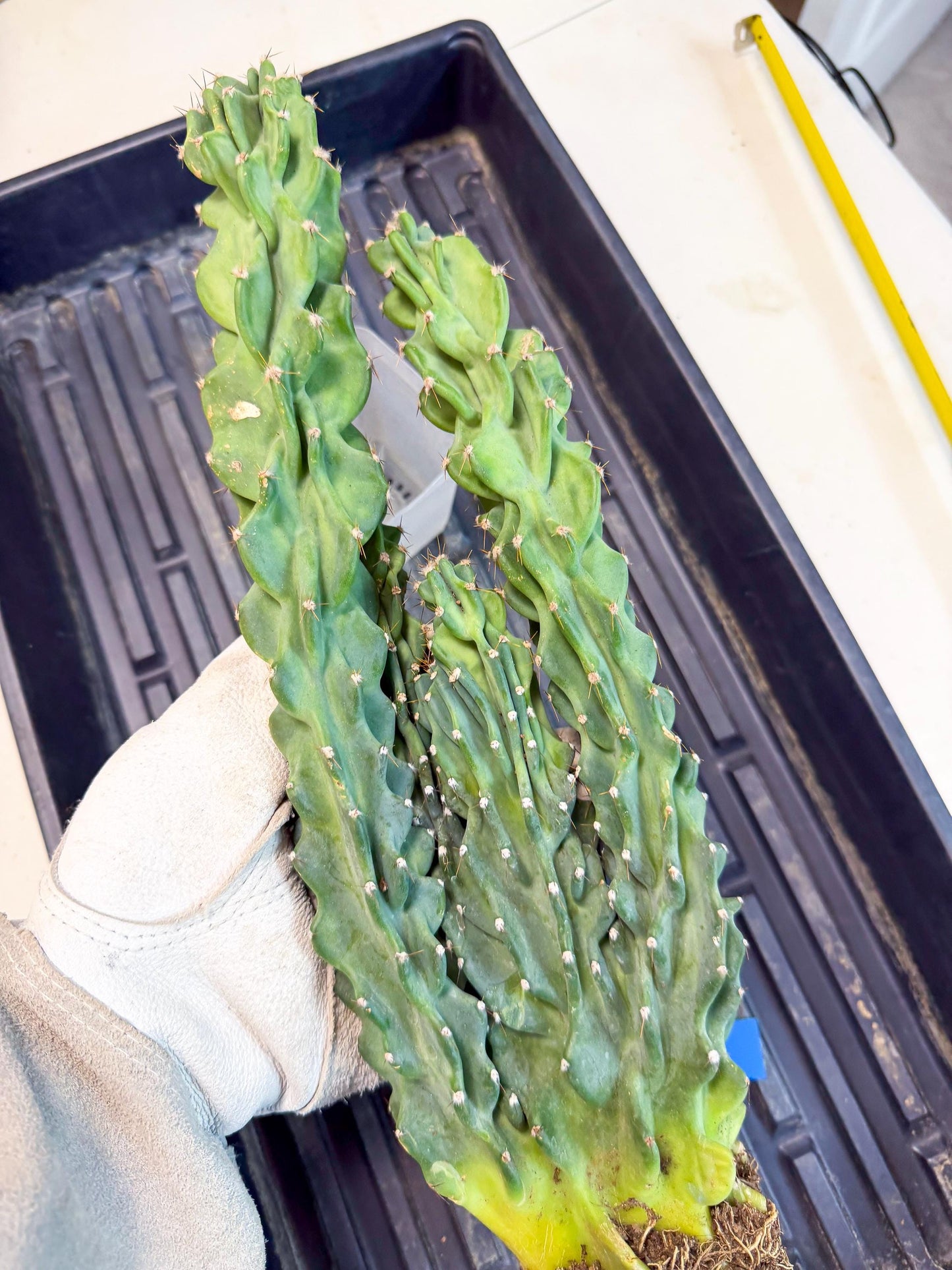 Cereus Peruvianus Monstrosus (bb) | Rare Cactus