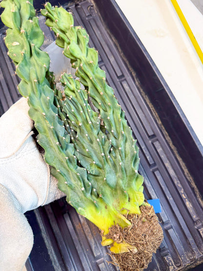Cereus Peruvianus Monstrosus (bb) | Rare Cactus