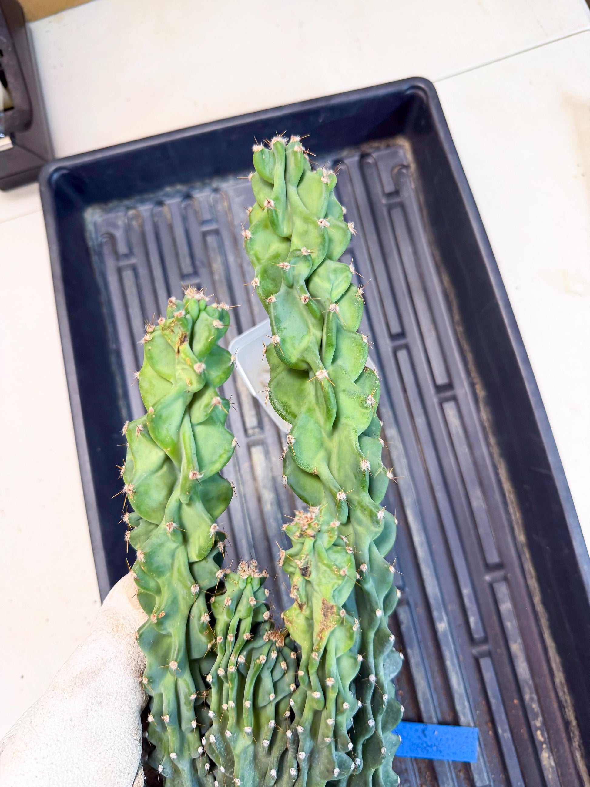 Cereus Peruvianus Monstrosus (bb) | Rare Cactus