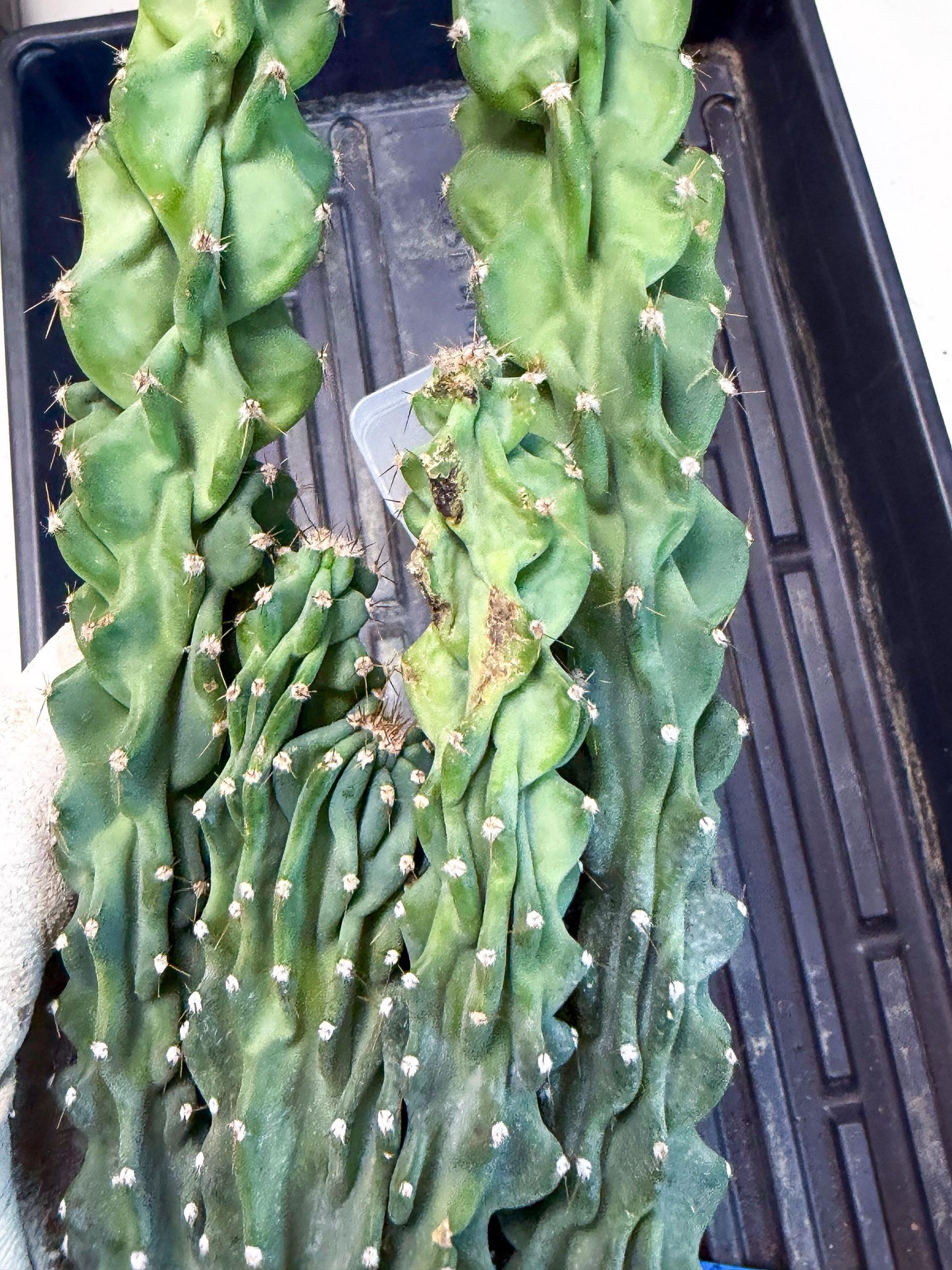Cereus Peruvianus Monstrosus (bb) | Rare Cactus