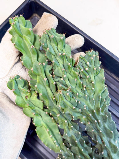 Cereus Peruvianus Monstrosus (gg) | Rare Cactus