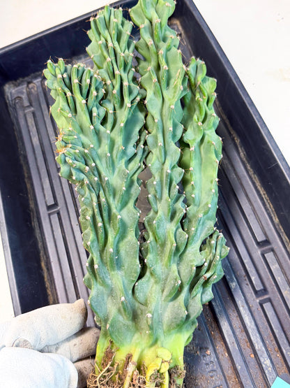 Cereus Peruvianus Monstrosus (gg) | Rare Cactus