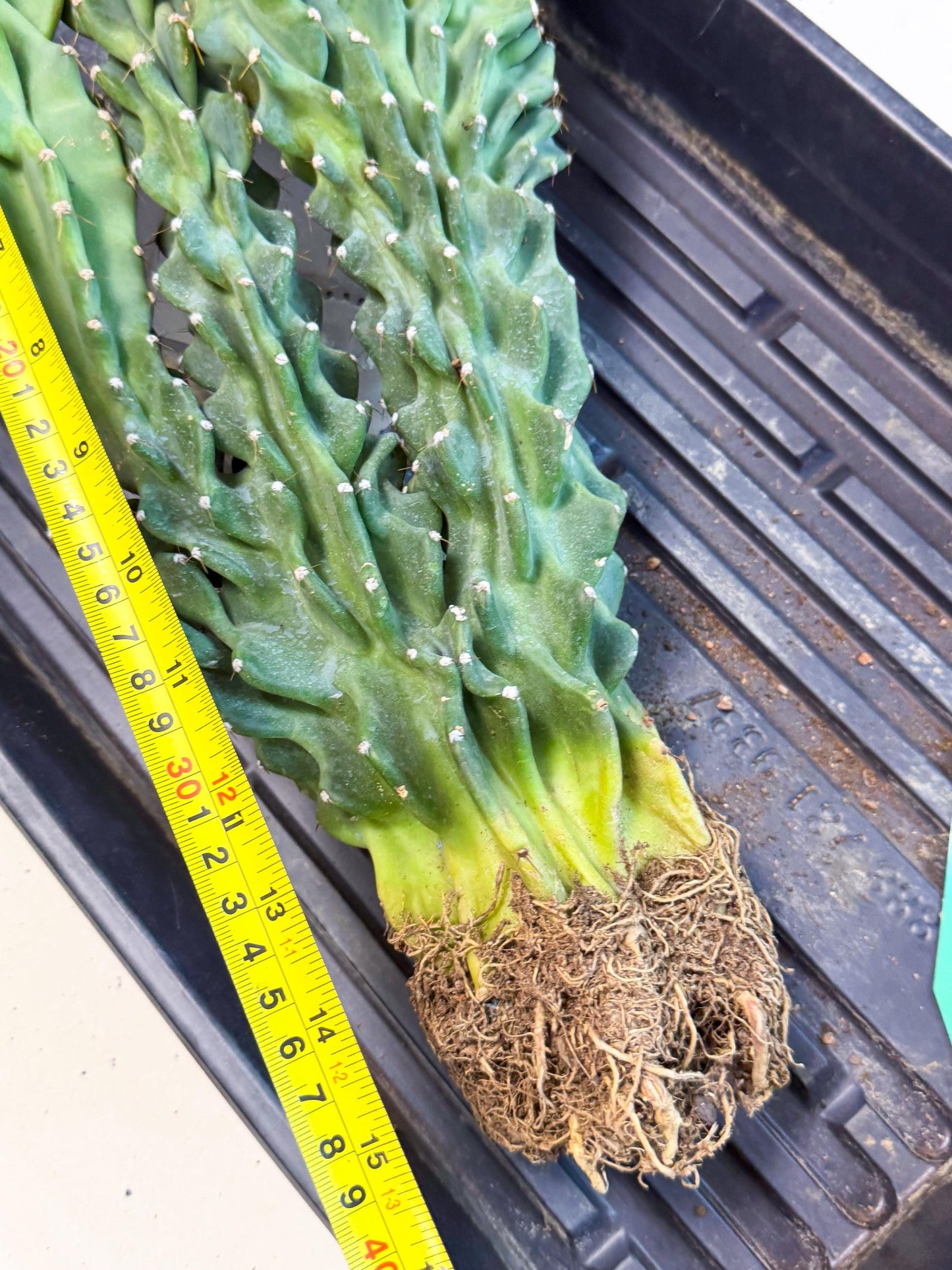 Cereus Peruvianus Monstrosus (gg) | Rare Cactus