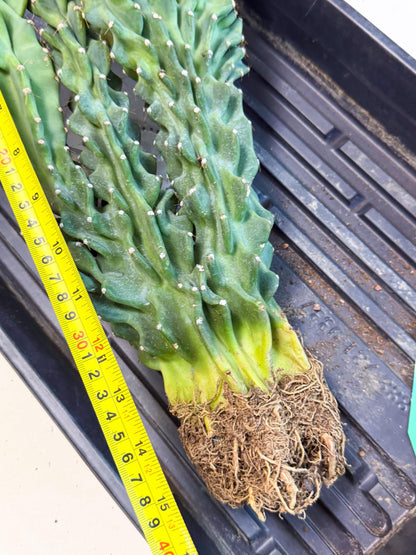Cereus Peruvianus Monstrosus (gg) | Rare Cactus