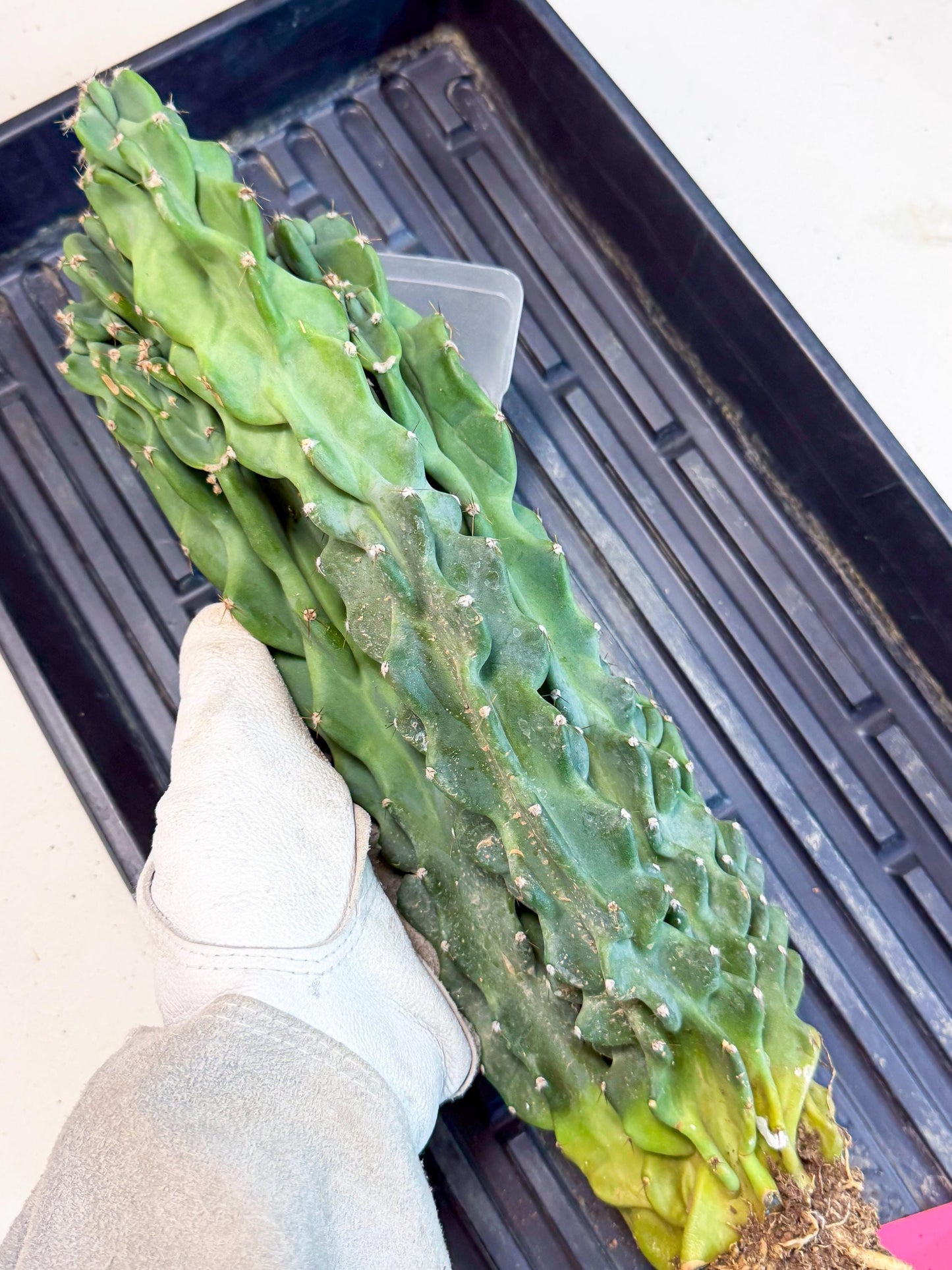Cereus Peruvianus Monstrosus (pp) | Rare Cactus