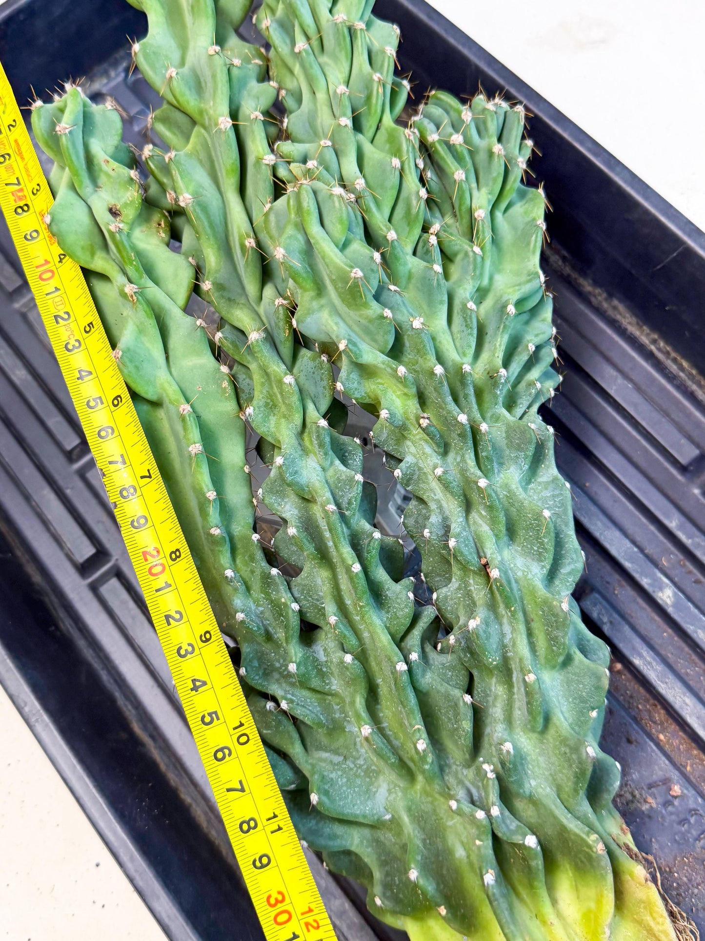 Cereus Peruvianus Monstrosus (gg) | Rare Cactus