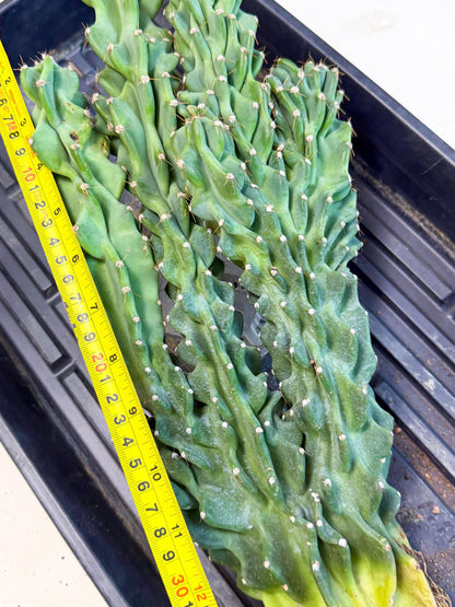 Cereus Peruvianus Monstrosus (gg) | Rare Cactus