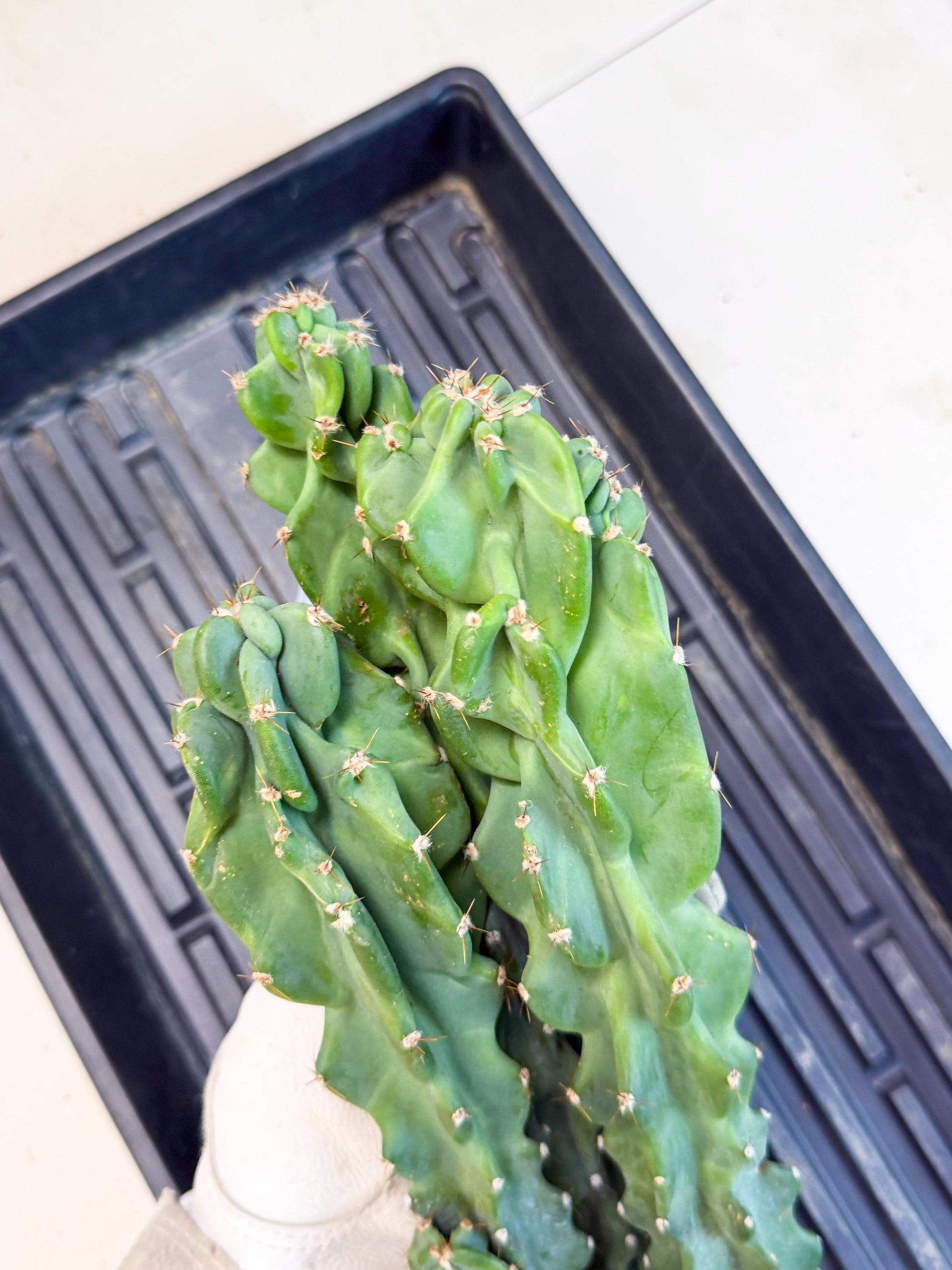 Cereus Peruvianus Monstrosus (pp) | Rare Cactus