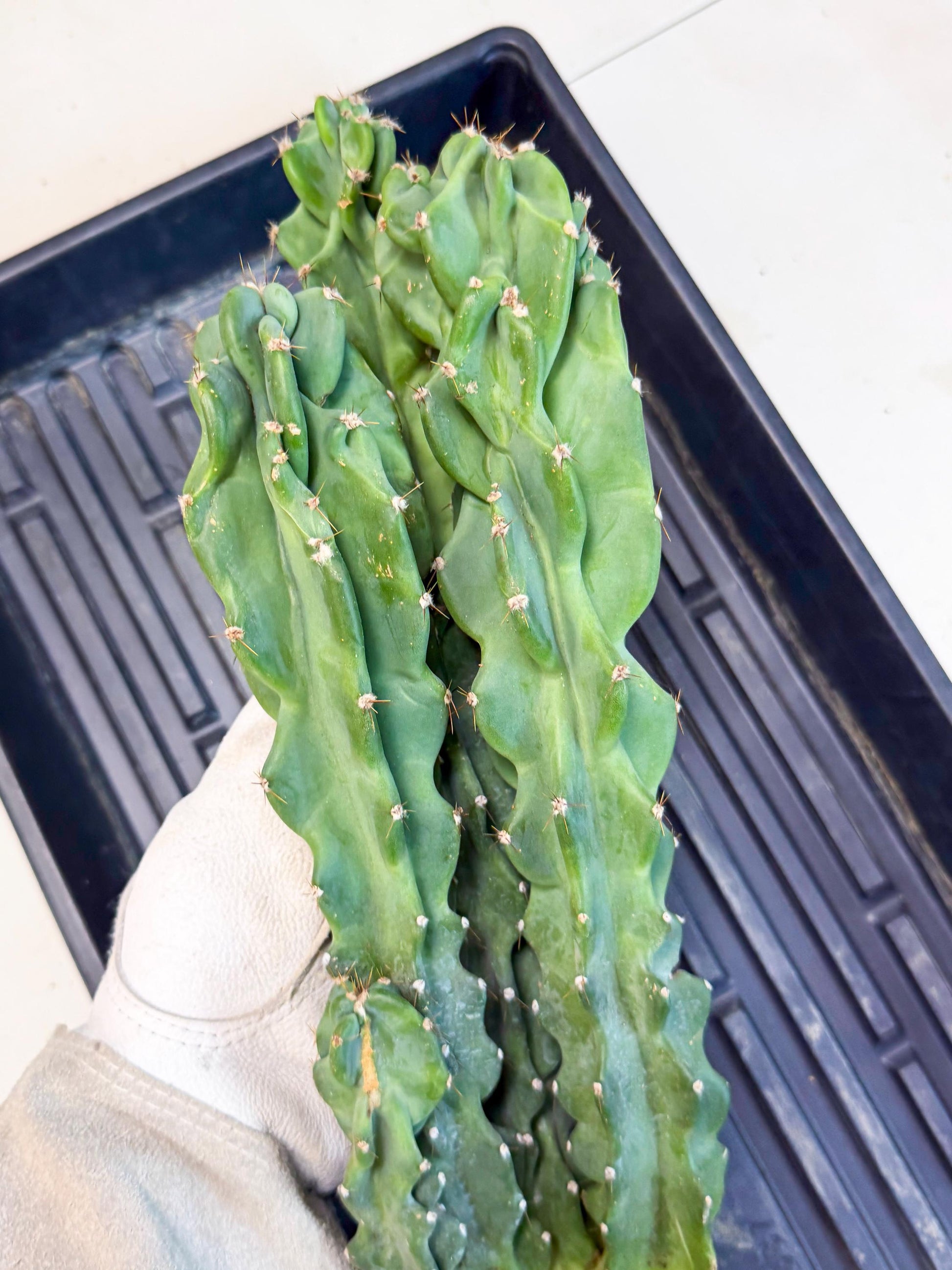 Cereus Peruvianus Monstrosus (pp) | Rare Cactus