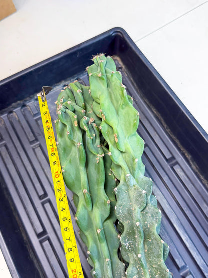 Cereus Peruvianus Monstrosus (pp) | Rare Cactus