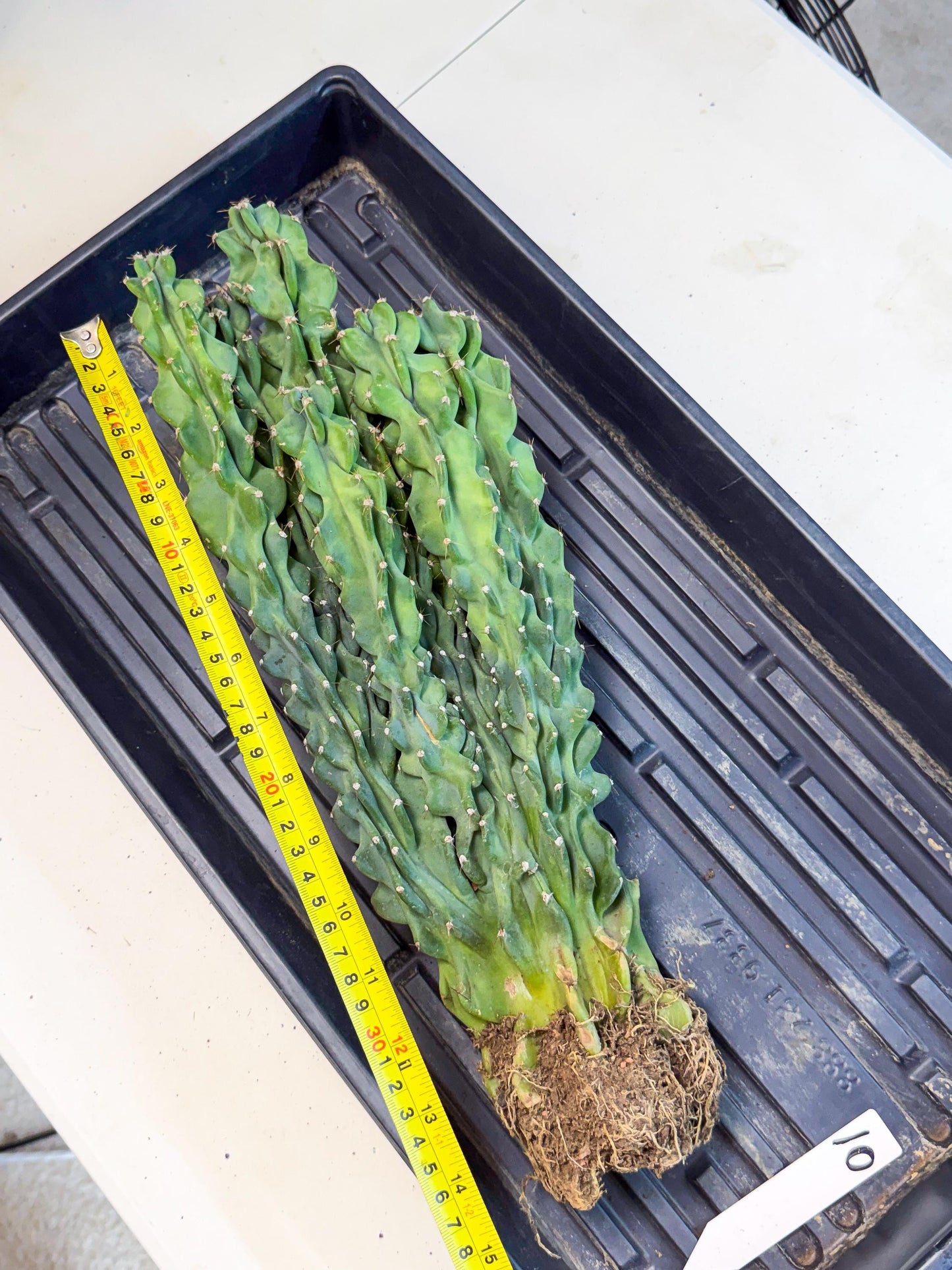 Cereus Peruvianus Monstrosus (010) | Rare Cactus