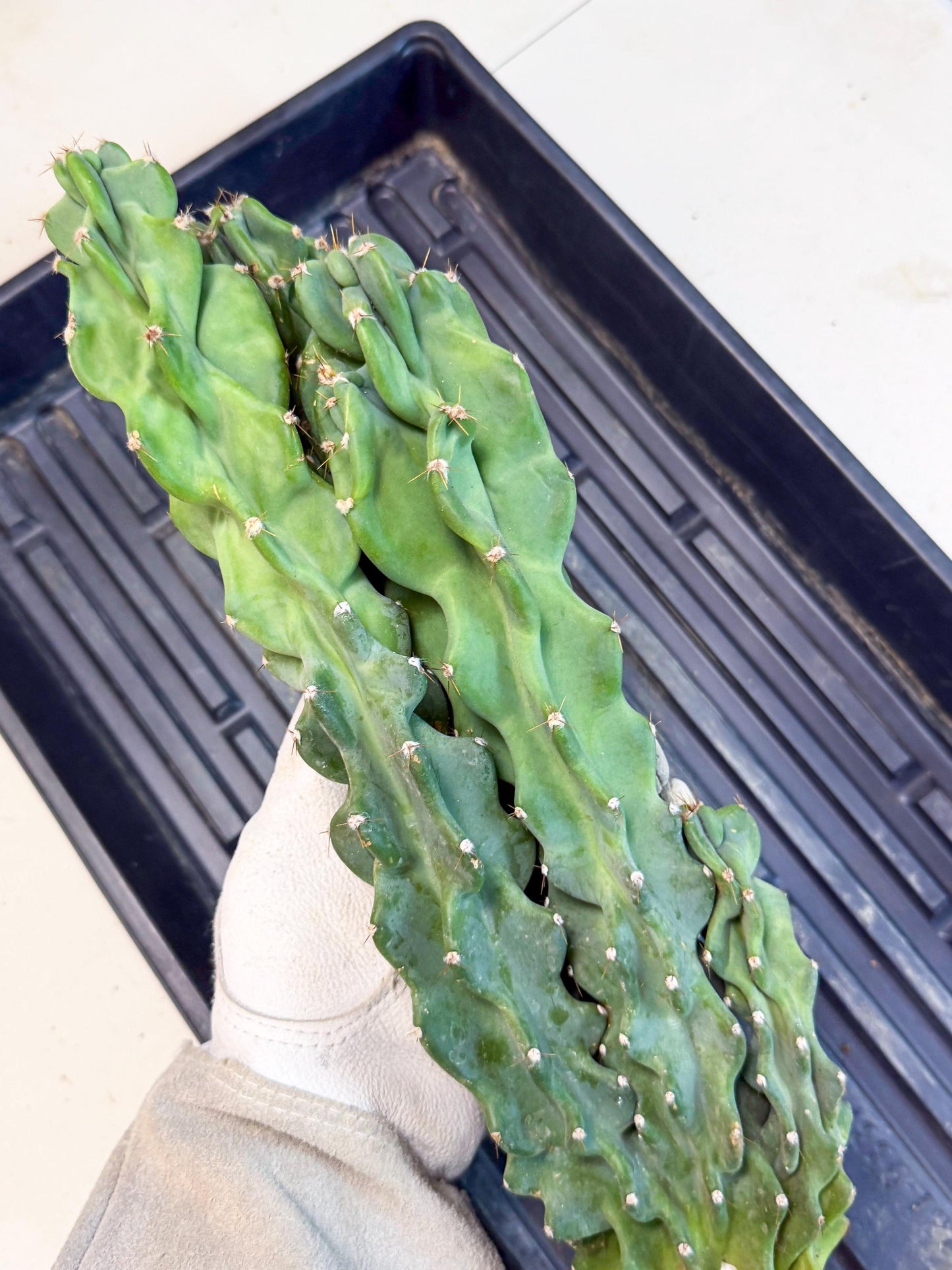 Cereus Peruvianus Monstrosus (pp) | Rare Cactus