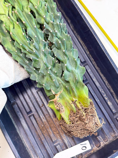 Cereus Peruvianus Monstrosus (010) | Rare Cactus