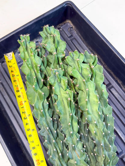 Cereus Peruvianus Monstrosus (010) | Rare Cactus