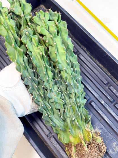 Cereus Peruvianus Monstrosus (010) | Rare Cactus