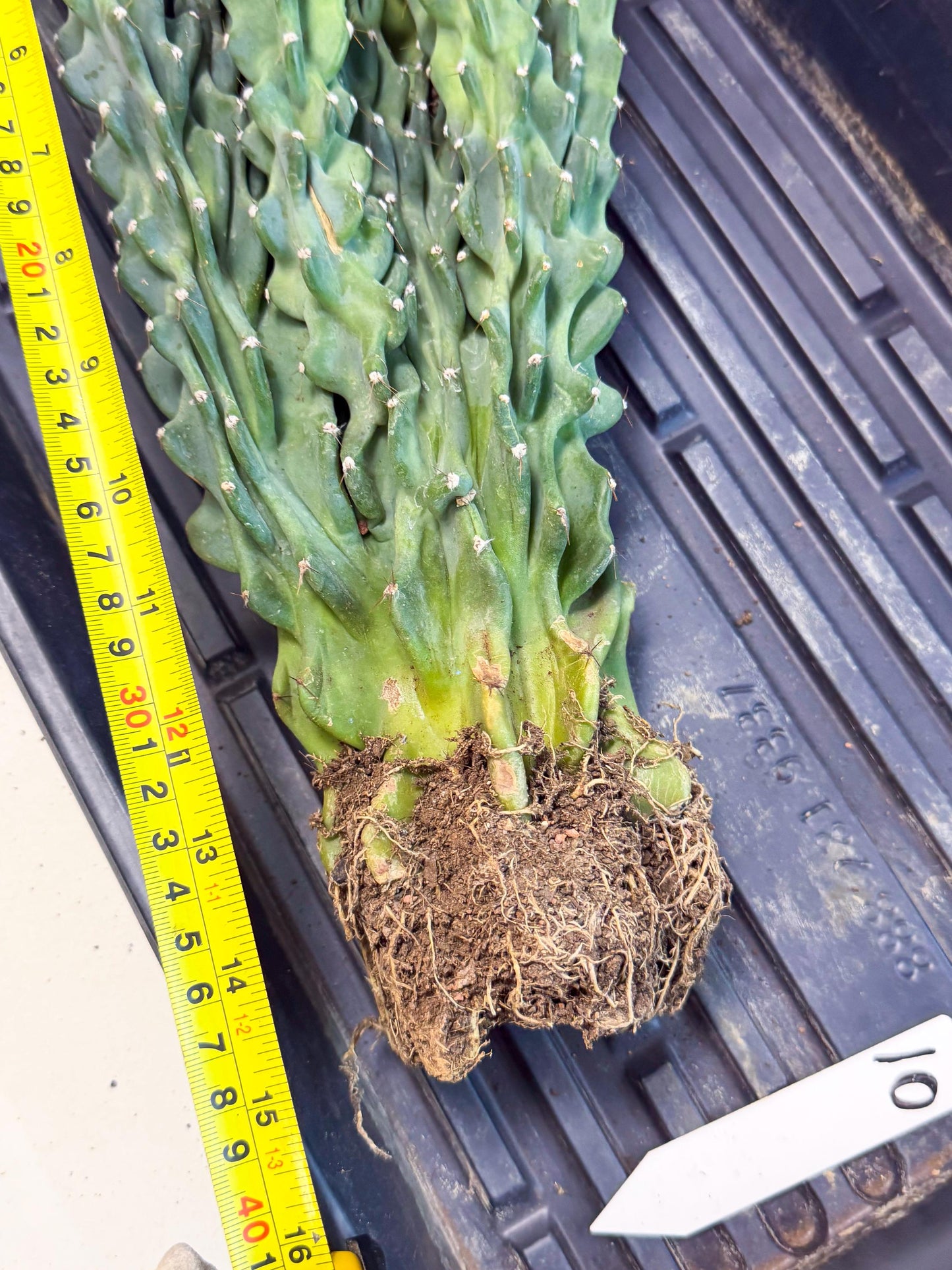 Cereus Peruvianus Monstrosus (010) | Rare Cactus