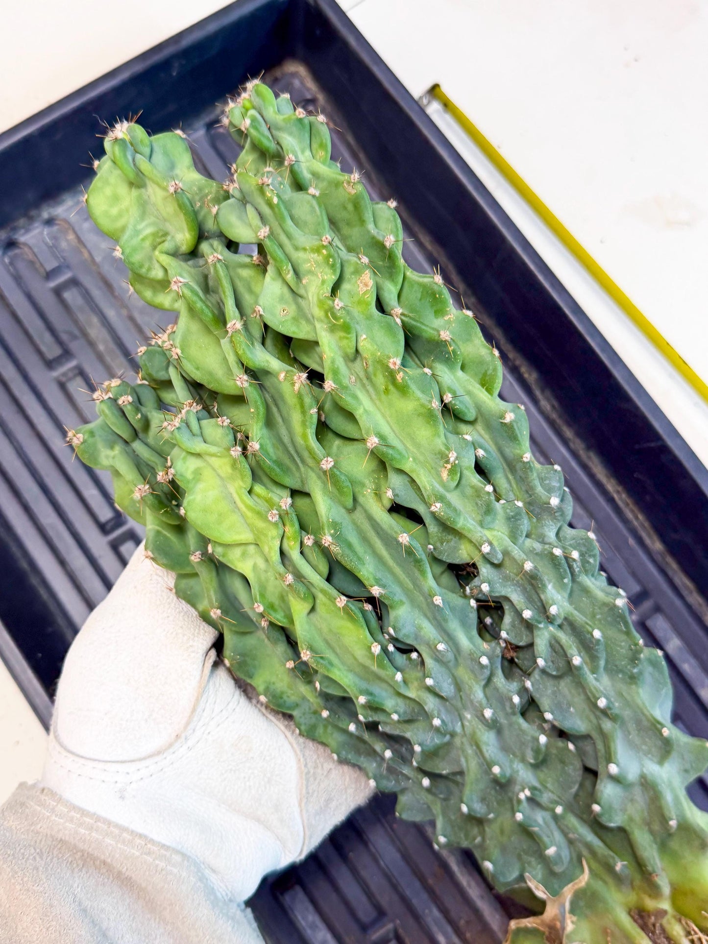 Cereus Peruvianus Monstrosus (010) | Rare Cactus