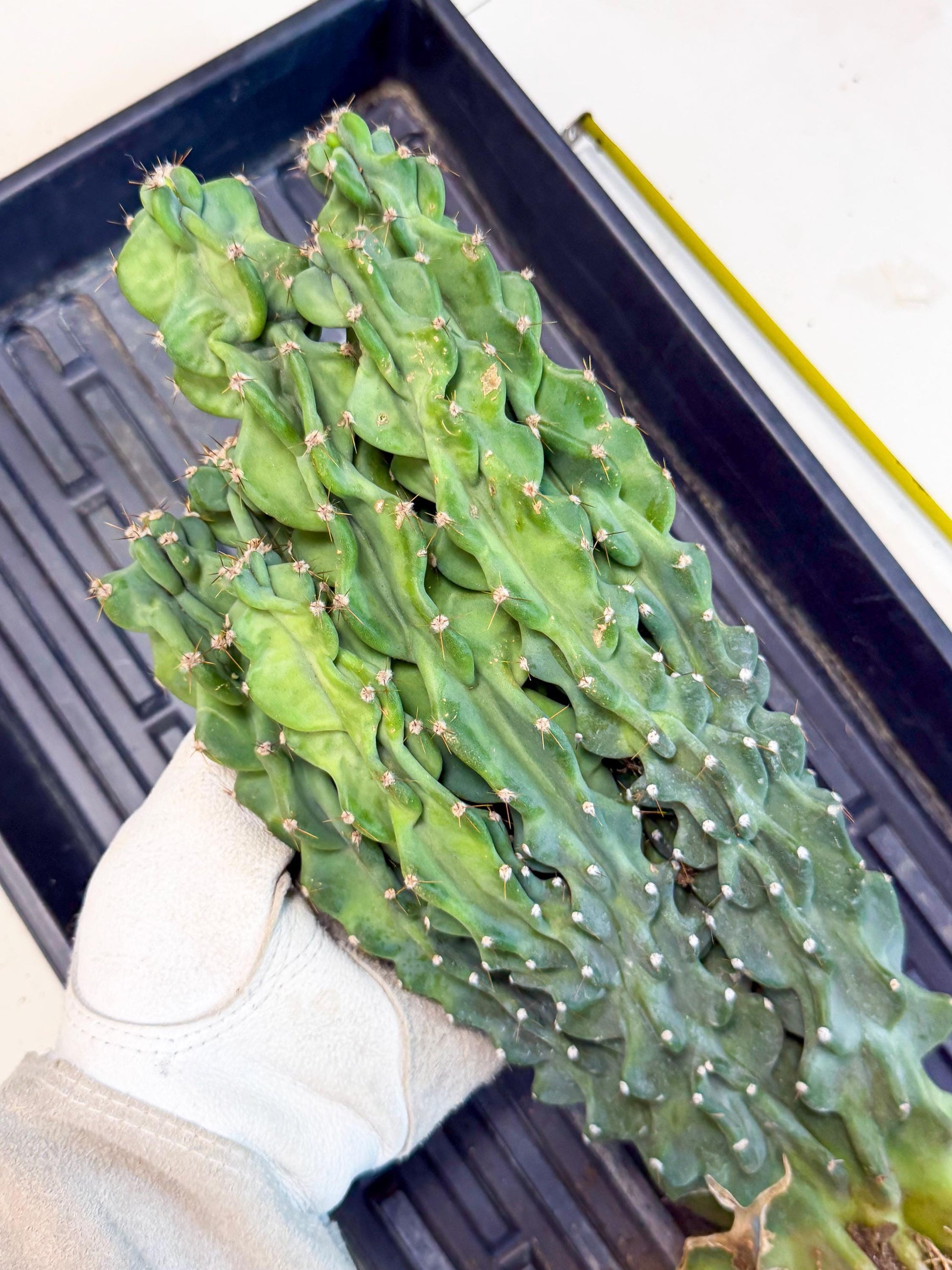Cereus Peruvianus Monstrosus (010) | Rare Cactus
