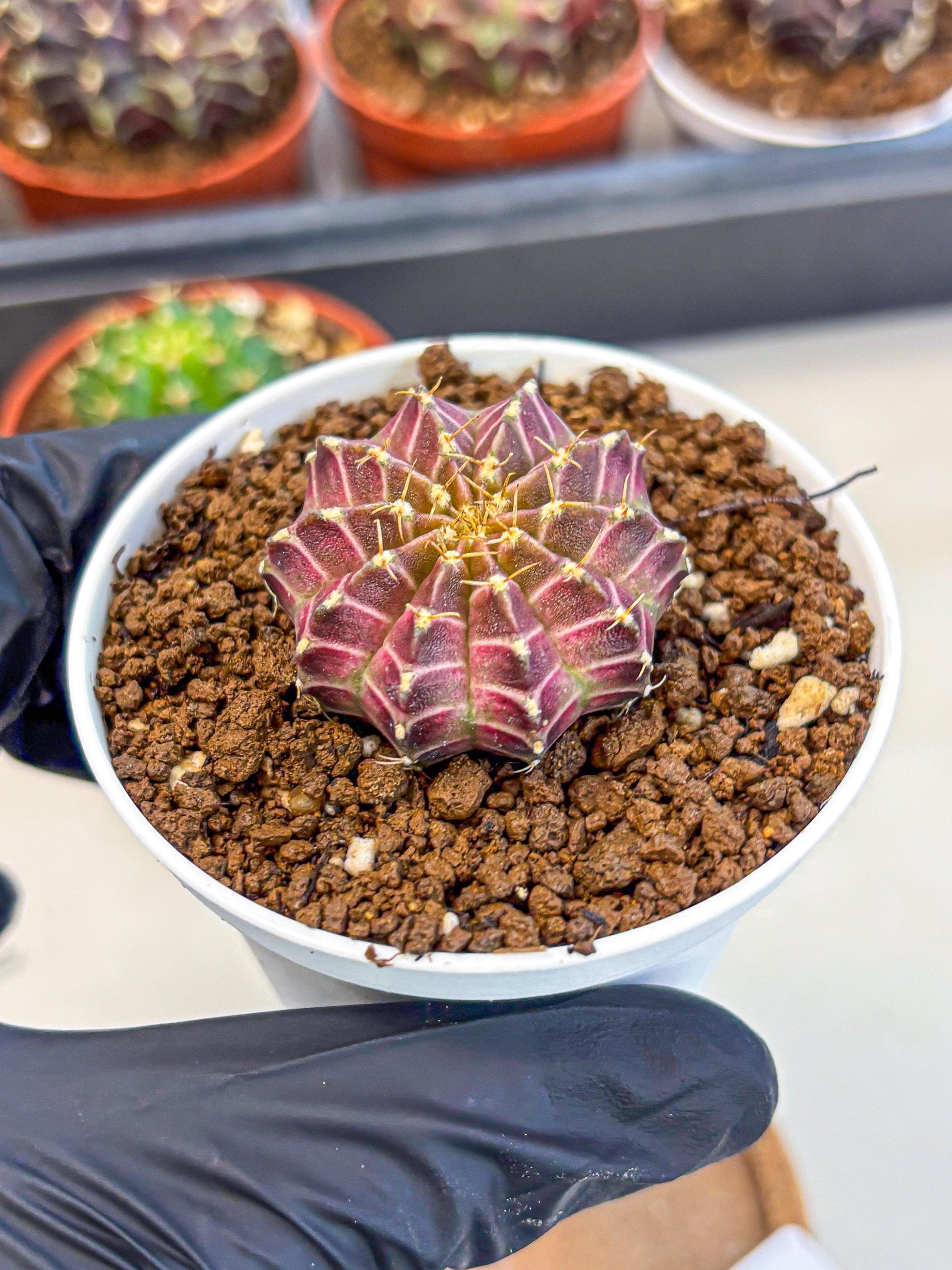 Gymnocalycium Neon (gy14) (b1) | Variegated cactus
