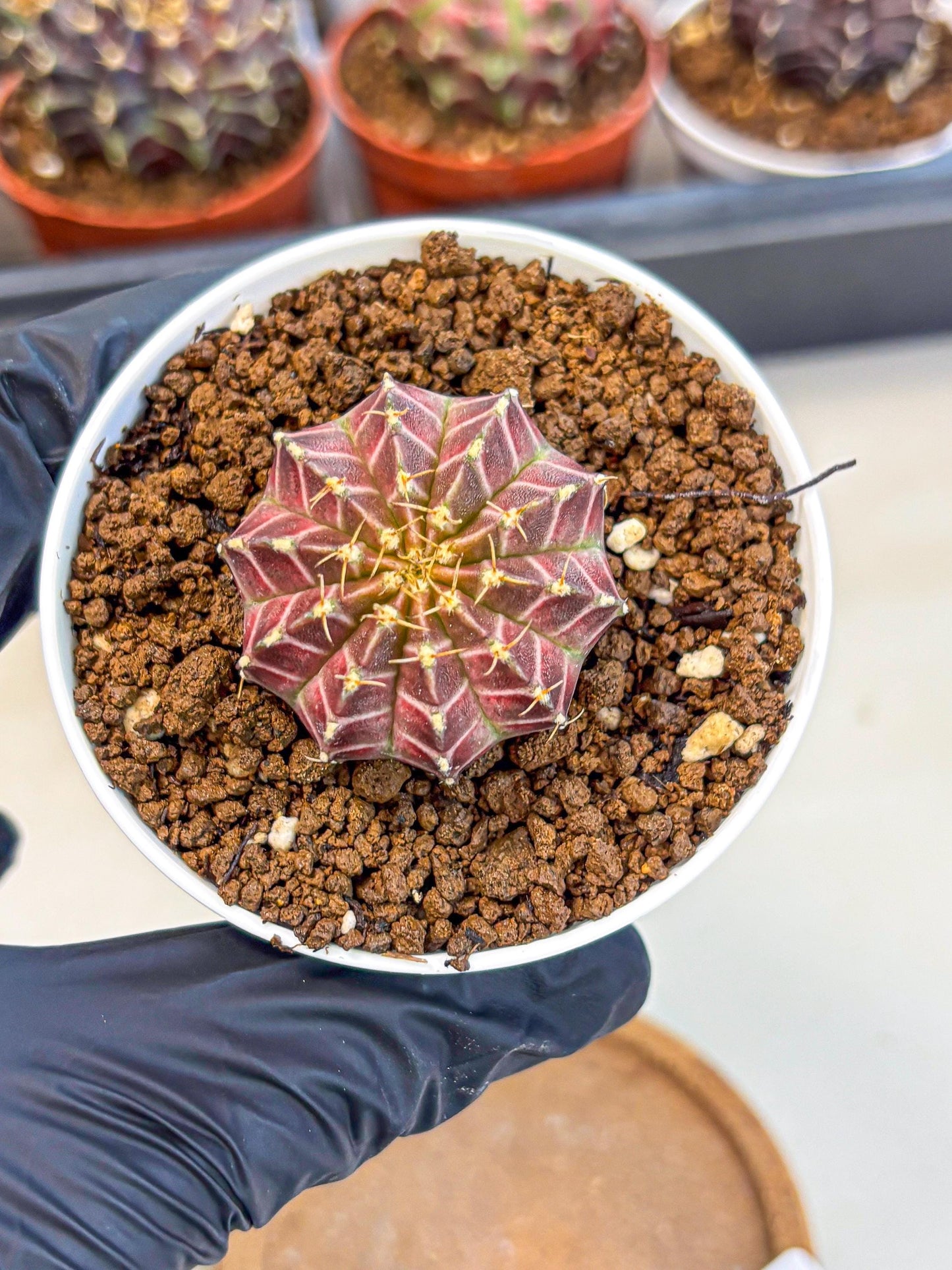 Gymnocalycium Neon (gy14) (b1) | Variegated cactus