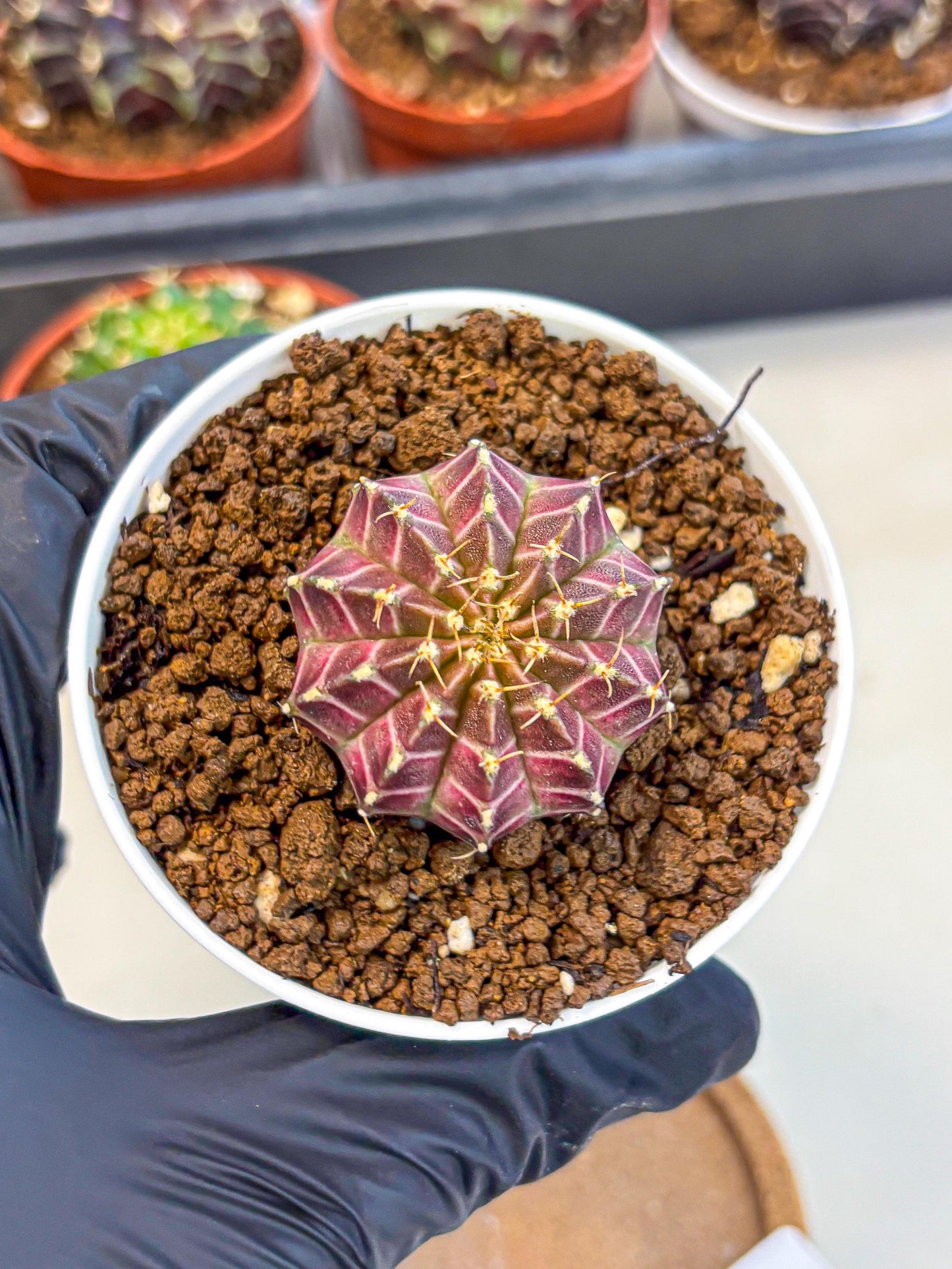 Gymnocalycium Neon (gy14) (b1) | Variegated cactus