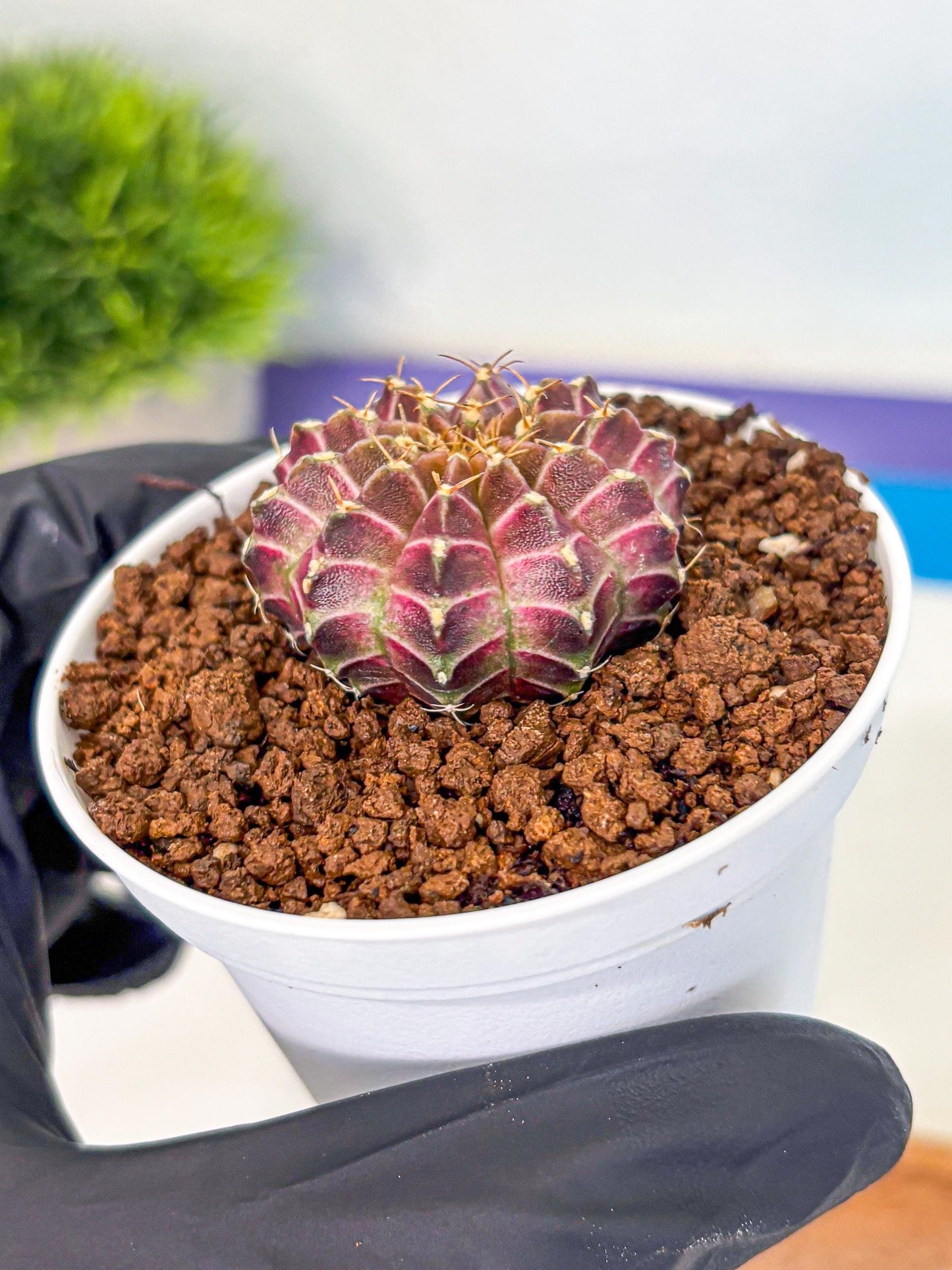 Gymnocalycium Neon (gy14) (b1) | Variegated cactus