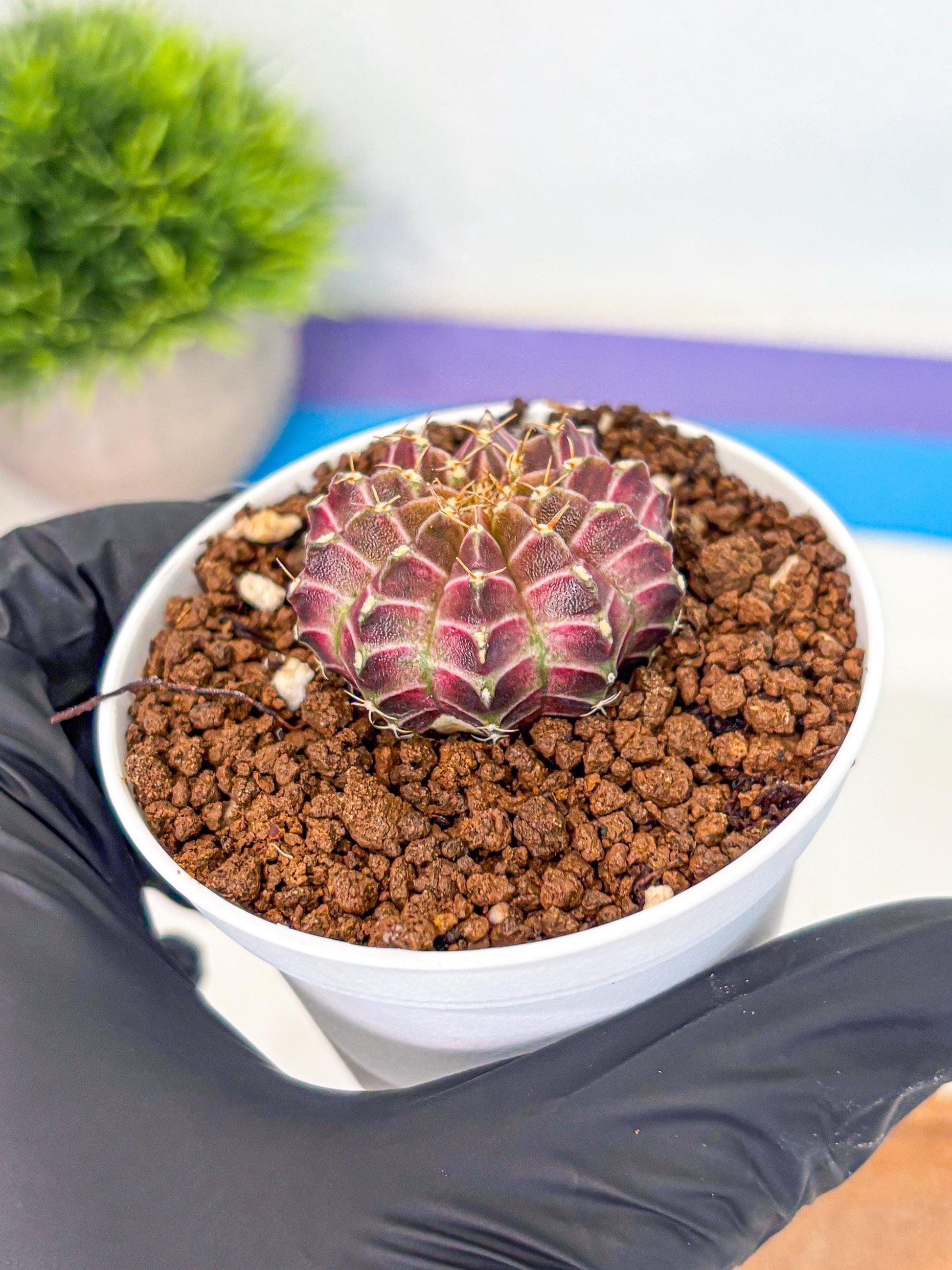 Gymnocalycium Neon (gy14) (b1) | Variegated cactus