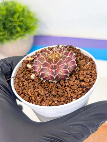 Gymnocalycium Neon (gy14) (b1) | Variegated cactus