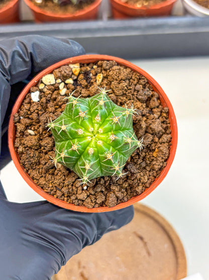 Gymnocalycium Neon (gy14) (b2) | Variegated cactus