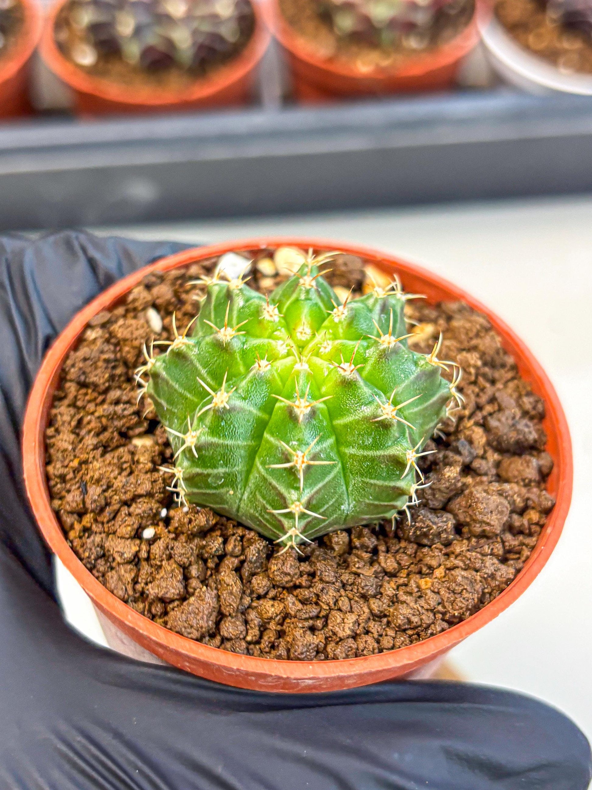 Gymnocalycium Neon (gy14) (b2) | Variegated cactus