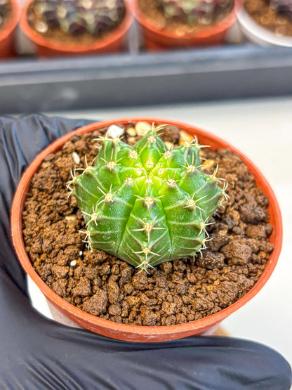 Gymnocalycium Neon (gy14) (b2) | Variegated cactus