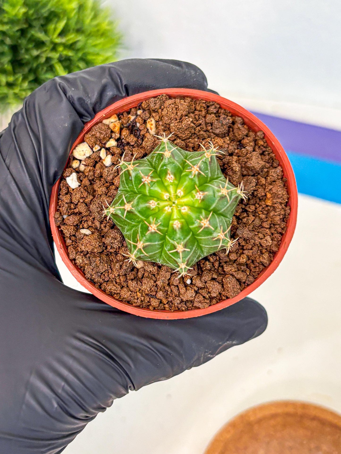 Gymnocalycium Neon (gy14) (b2) | Variegated cactus