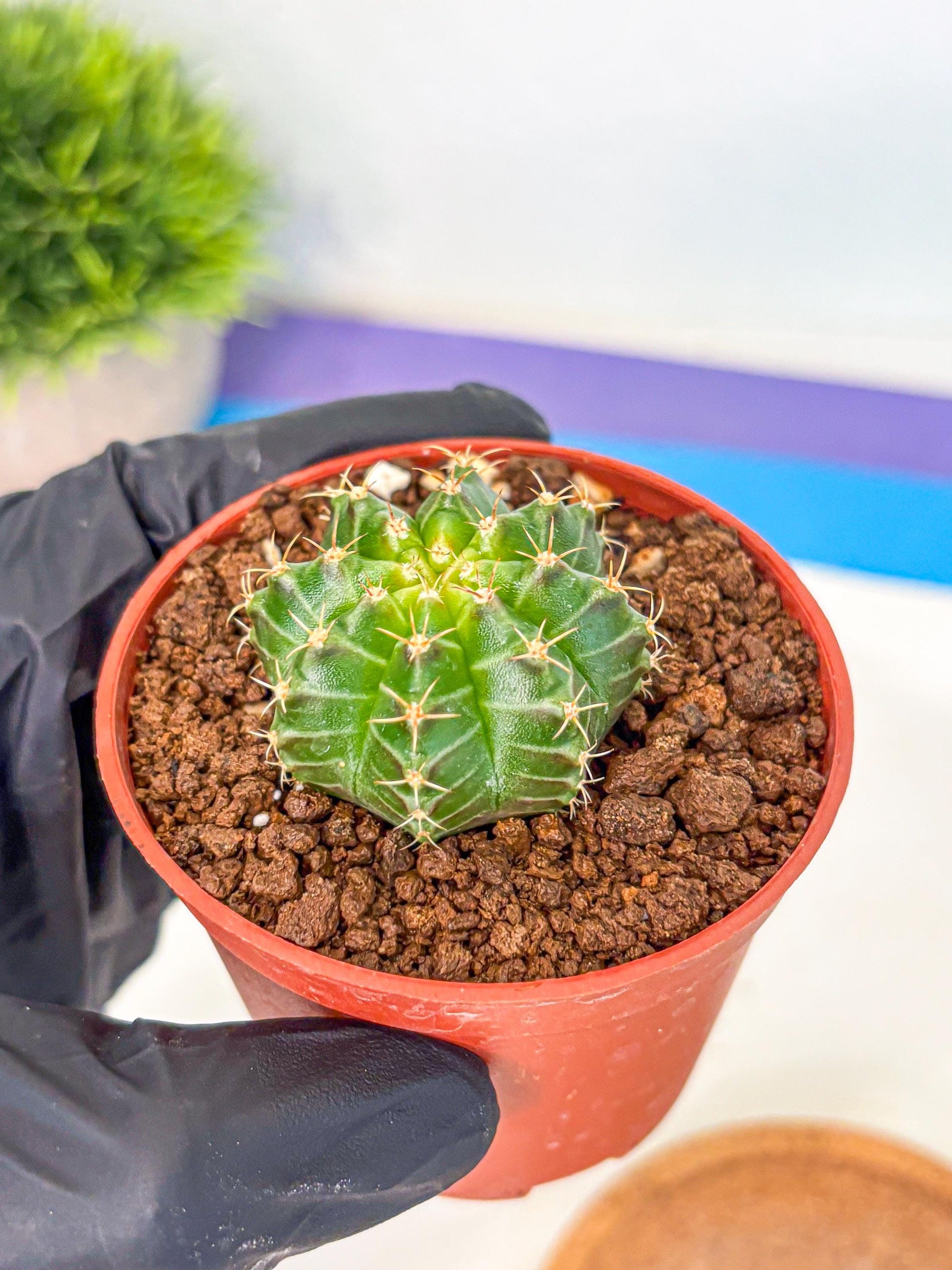 Gymnocalycium Neon (gy14) (b2) | Variegated cactus
