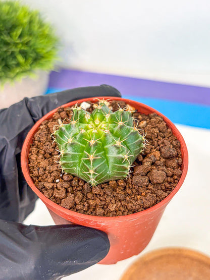 Gymnocalycium Neon (gy14) (b2) | Variegated cactus