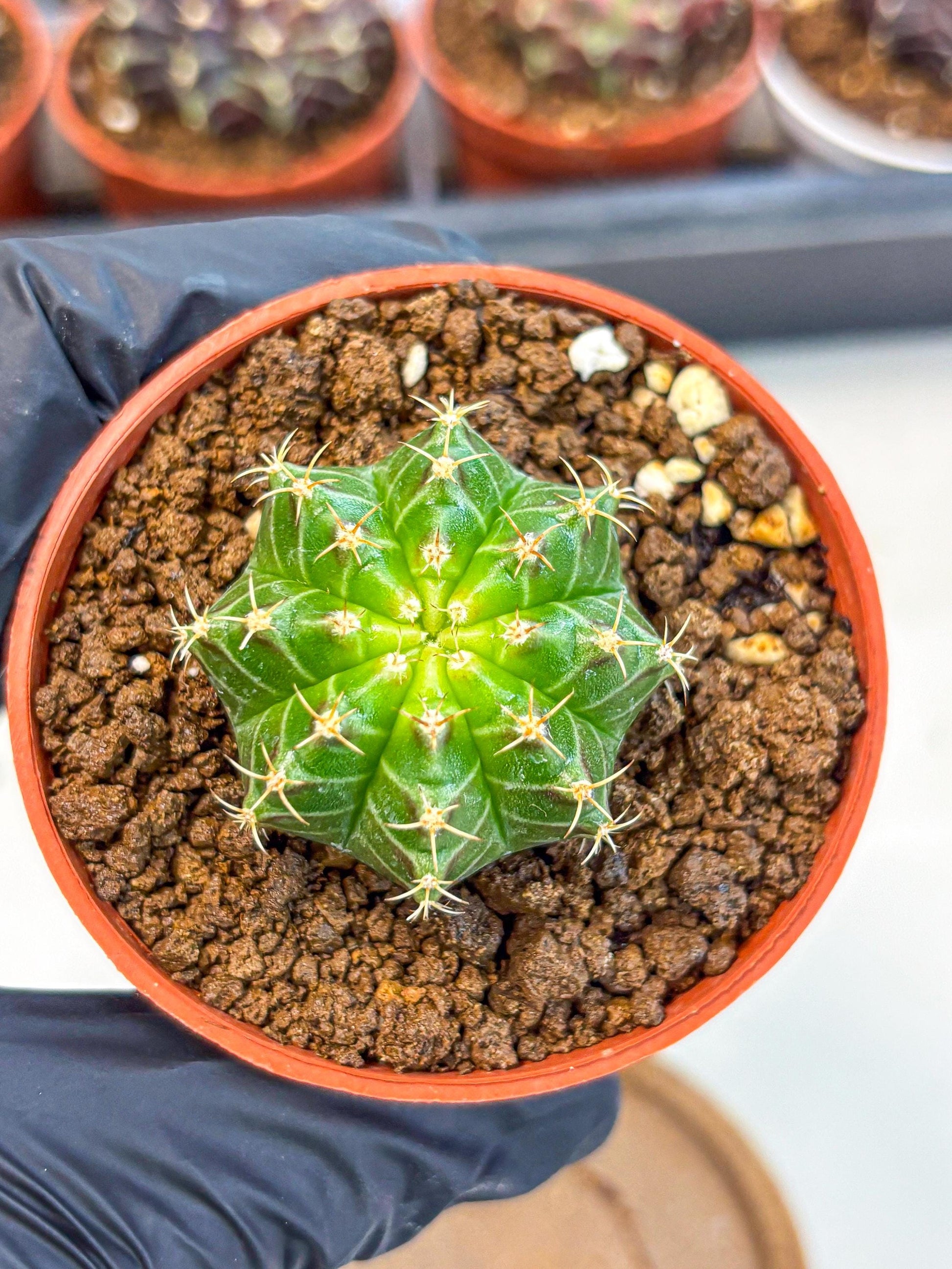Gymnocalycium Neon (gy14) (b2) | Variegated cactus