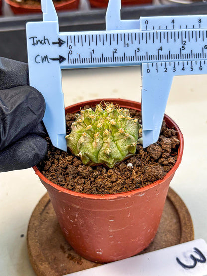 Gymnocalycium Neon (gy14) (b3) | Variegated cactus