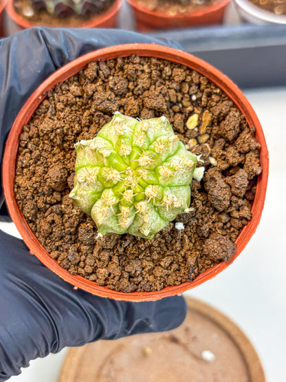 Gymnocalycium Neon (gy14) (b3) | Variegated cactus