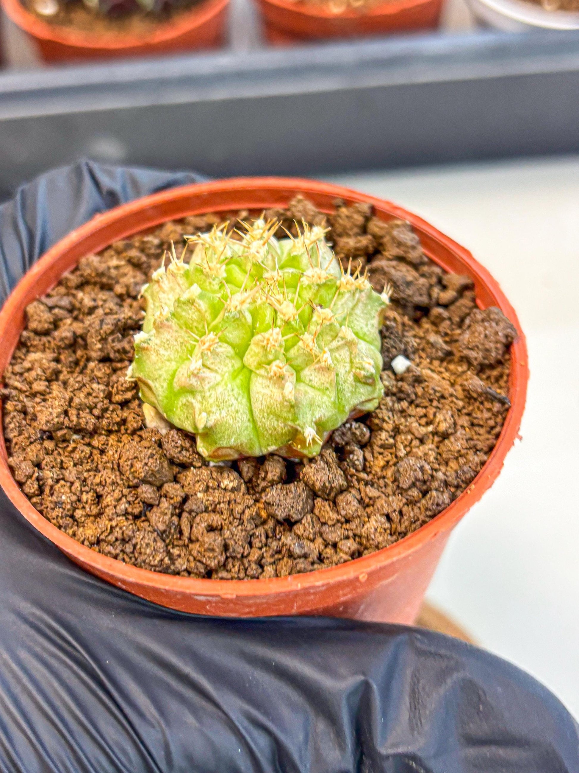 Gymnocalycium Neon (gy14) (b3) | Variegated cactus
