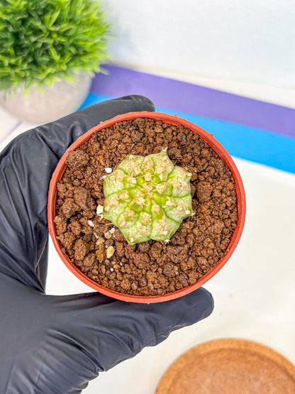 Gymnocalycium Neon (gy14) (b3) | Variegated cactus