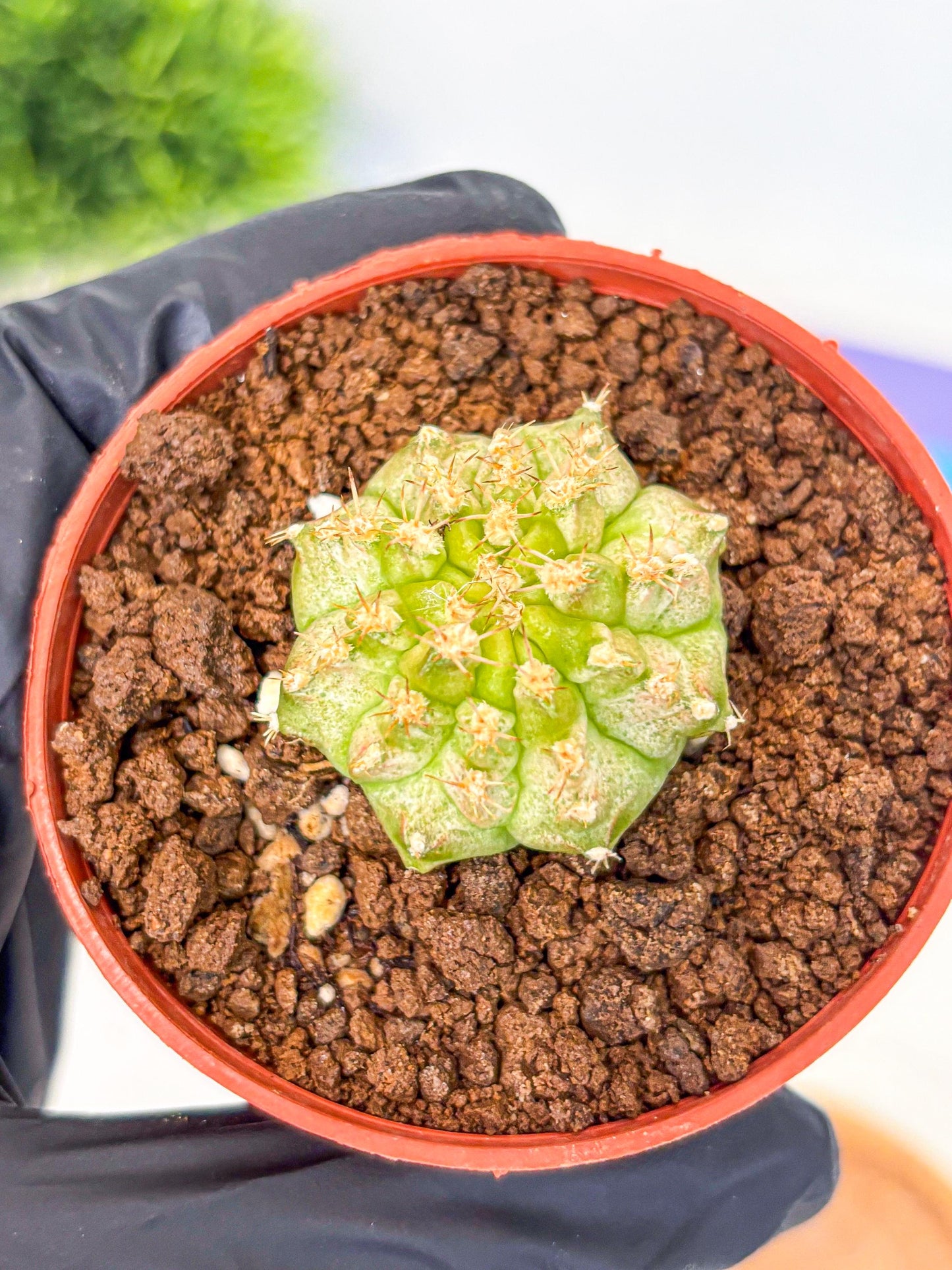 Gymnocalycium Neon (gy14) (b3) | Variegated cactus