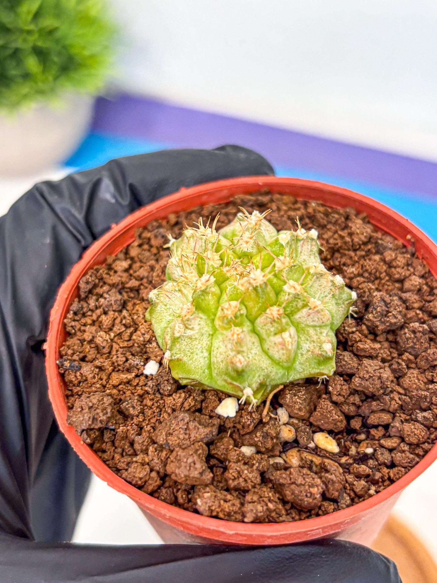 Gymnocalycium Neon (gy14) (b3) | Variegated cactus