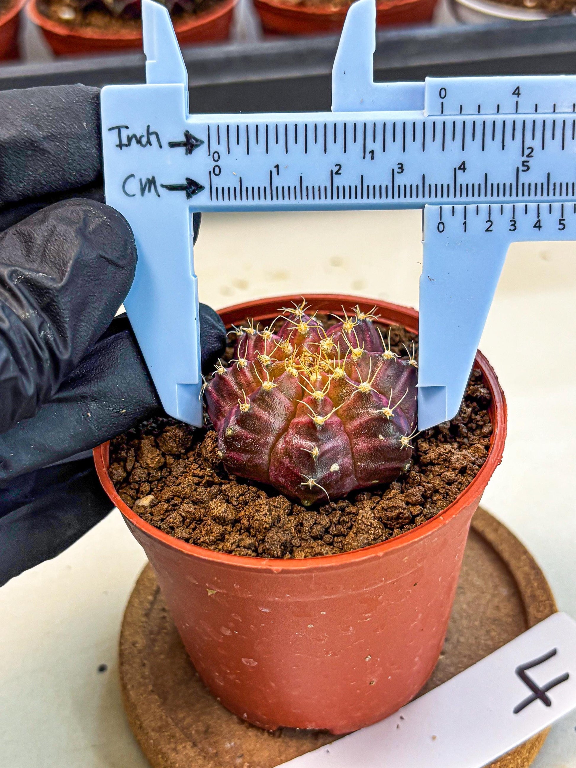 Gymnocalycium Neon (gy14) (b4) | Variegated cactus