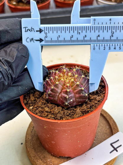 Gymnocalycium Neon (gy14) (b4) | Variegated cactus